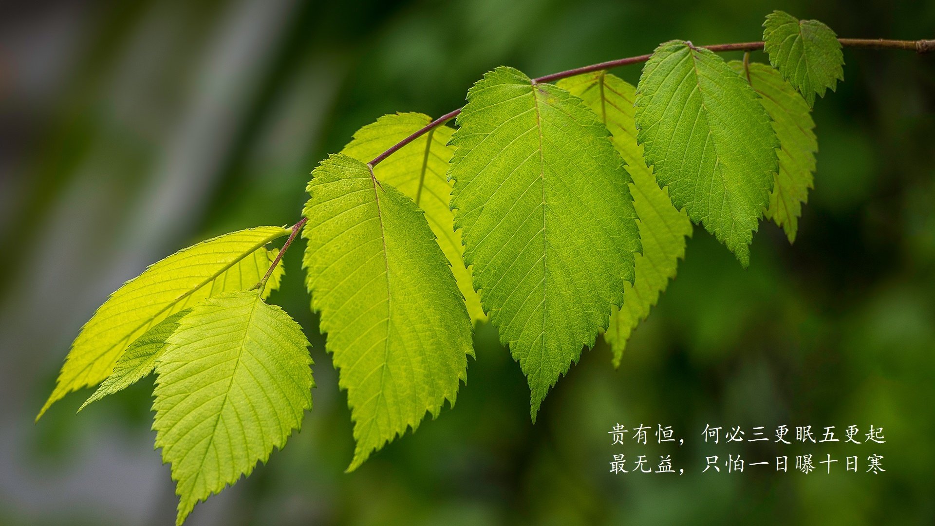 开云·体育官网-“英超球队奋勇拼搏，争夺高端欧战名额”，英超排名欧冠资格