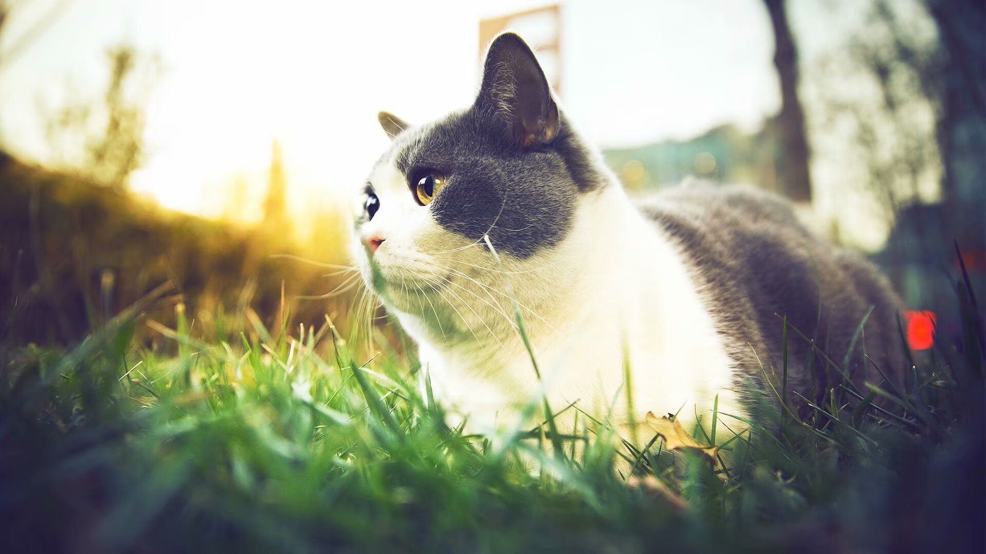 kaiyun网站-国际拳击联合会举办裁判培训班，国际拳击联合会拳王