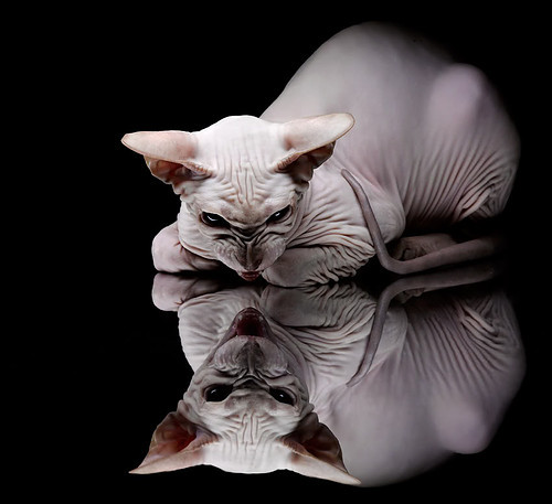 kaiyun网站-守望先锋 赛季积分榜竞争白热化，守望先锋新赛季分怎么算